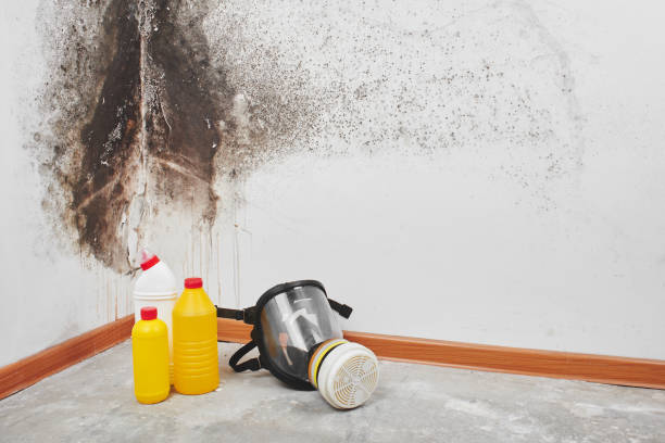 Best Insurance-Related Mold Remediation in Mannford, OK