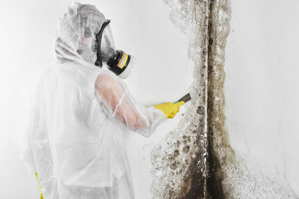 Best Residential Mold Remediation in Mannford, OK
