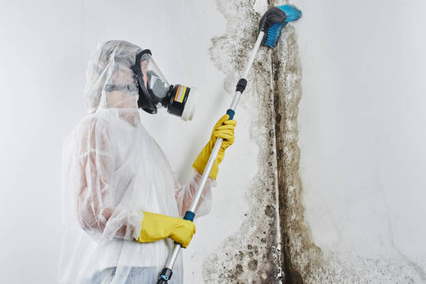 Best Basement Mold Remediation in Mannford, OK