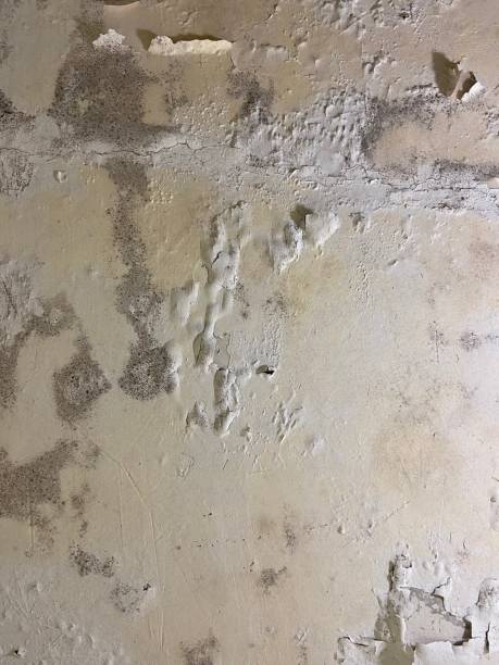 Best Health and Safety Mold Remediation in Mannford, OK