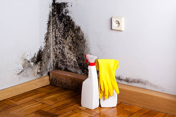 Best Attic Mold Remediation in Mannford, OK