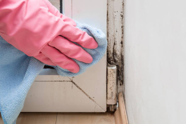 Best Localized Mold Remediation (e.g., coastal areas, humid climates) in Mannford, OK